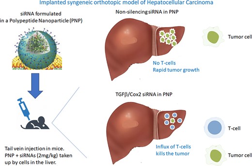 Graphical Abstract
