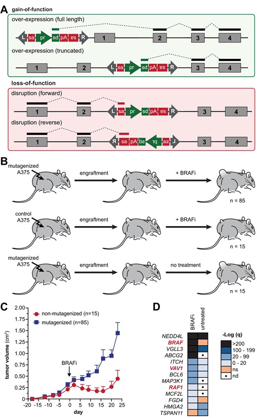 SB mutagenesis drives BRAFi resistance in a xenograft model of melanoma. (A) The SB transposon system can produce gain-of-function (top box) and loss-of-function (bottom box) mutations depending on the context of the transposon integration. (B) SB mutagenized or control A375 melanoma cells were used to generate subcutaneous xenograft tumors. Once tumors reached a volume of ∼200 mm3, mice were fed chow containing a BRAF inhibitor (PLX4720) or a control chow. (C) SB mutagenized xenograft tumors exhibited more rapid progression on treatment relative to control tumors. Measurements represent the mean tumor volume for nonmutagenized (15 tumors) and mutagenized (85 tumors) cohorts. Error bars denote standard error of the mean. The P-value on day 13 was calculated using a Student’s t-test (P = 0.049). (D) Genetic profiling of transposon-induced mutations in both BRAFi-treated and control tumors identified drivers of disease progression in either condition. Bold red font indicates genes identified in our prior cell culture screen for BRAFi resistance (24).