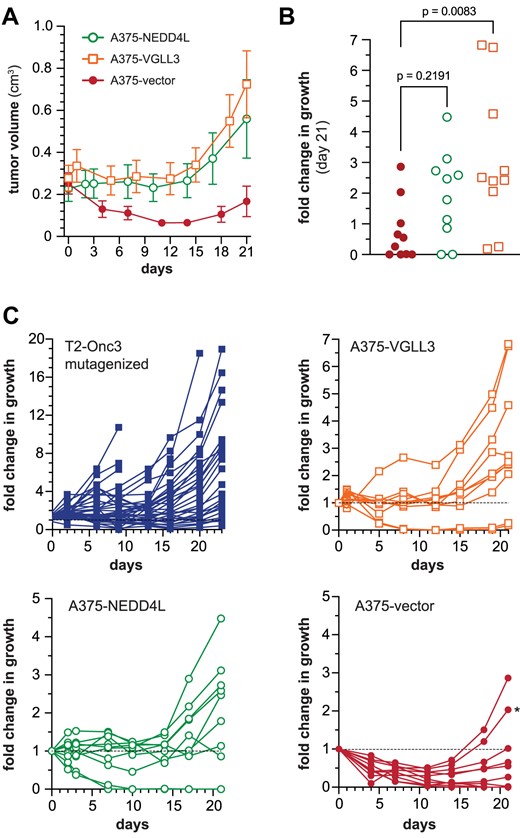 NEDD4L and VGLL3 drive resistance to BRAF inhibitors in vivo. Subcutaneous xenograft tumors were established using A375 cells overexpressing NEDD4L, VGLL3 or empty vector (A). Once tumors were established, mice were fed chow containing PLX4720 until tumors reached the experimental endpoint. (B) The relative fold change in tumor growth is shown at the endpoint on day 21. An ANOVA test shows that VGLL3-expressing tumors exhibit more growth than control tumors, while NEDD4L-expressing tumors do not. (C) The growth profiles of individual tumors are shown for each cohort. The growth of each tumor is shown as a fold change relative to its volume at the start of treatment (i.e. day 0). The T2-Onc3 mutagenized cohort described in Figure 1 is provided for relative comparison. The asterisk indicates a control tumor that was subsequently verified to express a truncated BRAFV600E protein verified by western blotting (Supplementary Figure S4).
