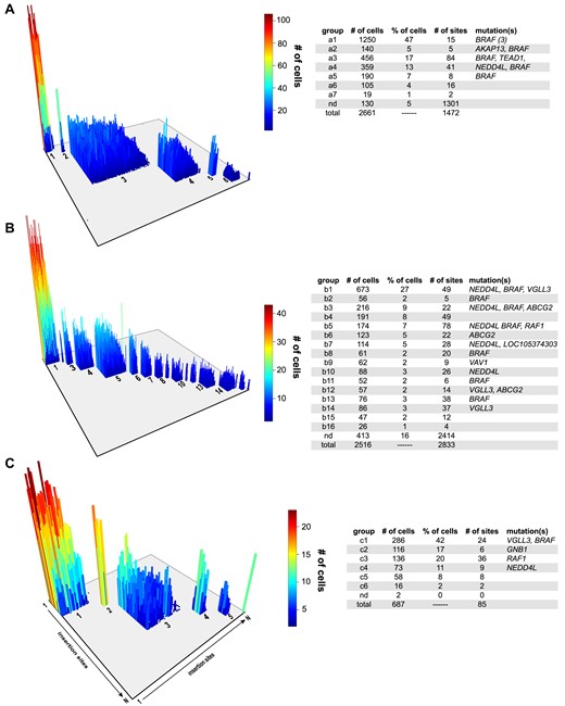 Single-cell analysis of transposon insertion sites in an A375 xenograft model of acquired BRAFi resistance. A variation of the 10x Genomics CNV workflow was used to profile transposon insertion sites in single cells isolated from three independent BRAFi-resistant melanoma xenografts (A–C). A three-dimensional rendering shows an adjacency matrix of insertion sites detected in each sample. Clusters of co-occurring transposon insertion events were identified using hierarchical clustering. The z-axis indicates the number of cells harboring each pair of transposon insertion events. The adjacent tables provide details on the independent subclones detected within each tumor, including a list of affected genes within each.
