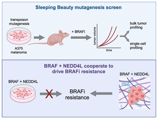Graphical Abstract