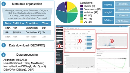 Overview of data processing and availability in CLEAN. Overview of default data processing in CLEAN (left). Pie chart showing the different experimental perturbations that are currently implemented in CLEAN with precise number of studies indicated between parentheses (top-mid). CLEAN screenshot of the default RNA-Seq tab, indicating the 3 main components: (1) the sidebar takes user input and updates what's in the main panel; (2) a searchable table with detailed differential gene expression or related information and (3) an interactive plot (bottom-right). External data sources that are directly (left) or indirectly (via hyperlinks) (top-right), integrated in CLEAN.
