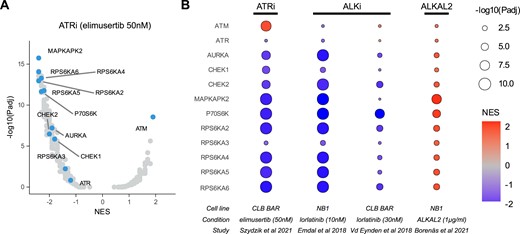 Comparison of phosphomotif-based protein kinase enrichments after ATR and ALK inhibition and/or stimulation. Four studies were selected in CLEAN that had available phosphoproteomics data after drug treatment with elimusertib, lorlatinib or the ALK ligand ALKAL2. The preranked GSEA functionality was then used to search for protein kinase enrichments and results were downloaded. (A) Volcano plot showing protein kinase enrichment results after elimusertib treatment in the study of Szydzik et al. (3). Protein kinases that are discussed in the main text are labelled. (B) Heatmap showing normalized enrichment scores (color scale) and P values (size) of the four selected studies as indicated on the bottom. See Supplementary file 2 for an illustration of this use case. NES, normalized enrichment scores.