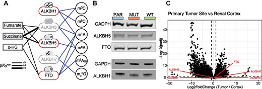Changes in gene expression in response to fumarate accumulation. (A) Scheme depicting the 2OGDD family members that are known to act on RNA modifications. Those that are the subject of this study are highlighted. Subcellular localization is depicted above each enzyme. The thickness of the line between the metabolites and the enzymes represents the apparent pKD as described in (65). (B) Representative western blot of demethylases ALKBH1, ALKBH5 and FTO in UOK262 parental, MUT, and WT cell lines. GAPDH is used as a loading control. (C) Volcano plot of gene expression changes in patient mRNA samples between primary tumor and renal cortex sites. Changes in gene expression are determined with DESeq2. ALKB demethylases are highlighted in red. Values used to generate this plot are included in Supplementary Table S10.