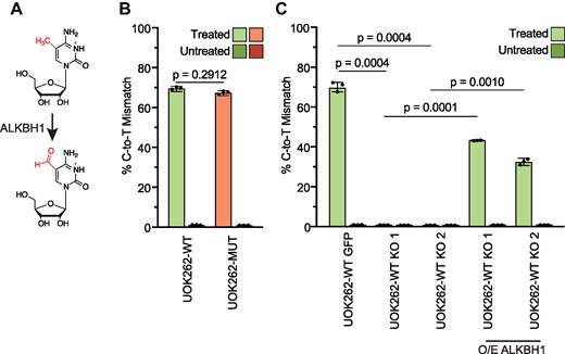 Changes in ALKBH1-dependent demethylation in response to fumarate accumulation. (A) Scheme depicting the oxidation of 5-methylcytosine to 5-formylcytosine by ALKBH1. (B) Percentage of C-to-T misincorporation at position 34 of mt-tRNA-Met for 5-formylcytosine in UOK262-WT (green) and UOK262-MUT (orange) cells. RNA treated with reducing agent is light green/orange and untreated RNA is dark green/orange, respectively. Error bars indicate mean ± s.d. of n = 3 replicates and p-values were calculated using Student's t-test. (C) Percentage of C-to-T misincorporation at position 34 of mt-tRNA-Met for 5-formylcytosine in ALKBH1 KO and ALKBH1 KO cells overexpressing ALKBH1 from a plasmid. UOK262-WT GFP were generated by targeting UOK262-WT cells with a sgRNA targeting the AAVS1 locus. Two independent ALKBH1 KO lines were generated by targeting ALKBH1 with two distinct sgRNAs. RNA treated with reducing agent is light green and untreated RNA is dark green, respectively. Error bars indicate mean ± s.d. of n = 3 replicates and P-values were calculated using Student's t-test.