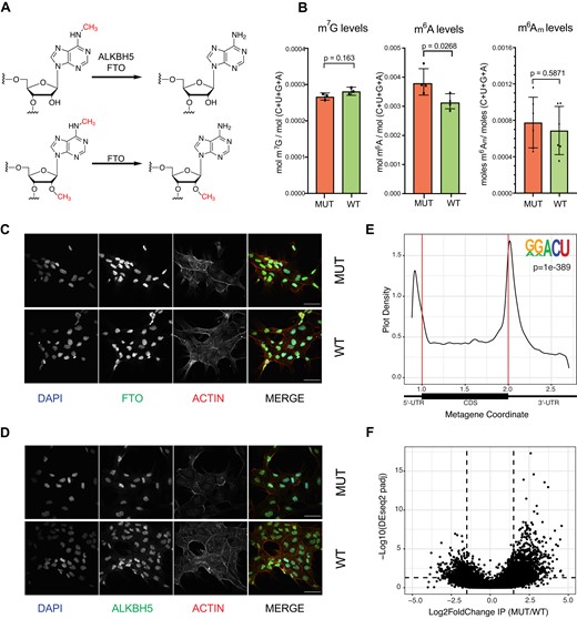 Changes in m6A and m6A-demethylase expression and localization in response to fumarate accumulation. (A) Scheme depicting the demethylation reactions performed by ALKBH family demethylases FTO and ALBKH5. (B) LC-MS/MS quantification of m7G, m6A and m6Am in polyadenylated RNA in UOK262-MUT and UOK262-WT cells. Error bars indicate mean ± s.d. for n = 4 replicates and p-values were determined by Student's t-test. (C) Representative immunofluorescent images of subcellular localization of FTO (green) in UOK262-MUT and UOK262-WT cells. The nucleus was stained with DAPI (blue) and the cytoplasm was visualized with actin (red). Scale bars = 10 μM. (D) Representative immunofluorescent pictures of subcellular localization of ALKBH5 (green) in UOK262-MUT and UOK262-WT cells. The nucleus was stained with DAPI (blue) and the cytoplasm was visualized with actin (red). Scale bars = 10 μM. (E) Metagene plot of peaks identified across transcripts in UOK262-MUT and UOK262-WT cells and motif enrichment analysis showing the most significantly enriched sequence across peaks identified with MACS2. De novo motif enrichment was performed with HOMER, p = 1e-120). (F) Volcano plots depicting fold change of reads in m6A peaks (m6A differential modification) in UOK262-MUT to UOK262-WT cells. Changes in m6A expression are present in Supplementary Table S12.