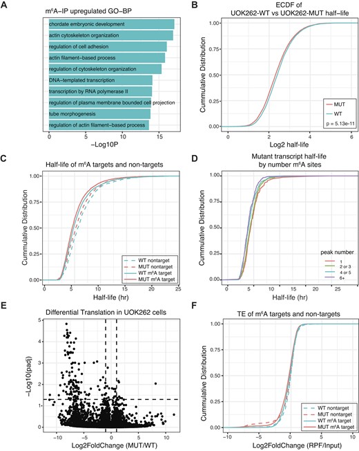 Transcriptome-wide mapping of m6A shows changes in cells with fumarate accumulation. (A) GO-biological term enrichment analysis for genes that are upregulated (l2fc > 1.5 and Padj < 0.05; blue) in m6A-IP data. Depicted are the top 10 enriched GO-terms. (B) Cumulative distribution function (CDF) of high-confidence transcript stabilities for approx. 6800 transcripts (n = 3 replicates). P-value was determined with KS-test. (C) CDF plot depicting mRNA half-life of m6A-target and non-target transcripts between UOK262-MUT and UOK262-WT cells. P-values were determined with KS-test. (D) Representative CDF plot depicting the half-life of transcripts from UOK262-MUT cells as a function of the number of m6A-peaks on each transcript. (E) Volcano plot depicting fold changes in mRNA translation between UOK262-MUT and UOK262-WT cells. Changes in ribosome occupancy for each transcript, relative to input levels, are determined with DEseq2. (F) CDF depicting translational efficiency of m6A-target and non-target transcripts between UOK262-MUT and UOK262-WT cells. P-values were determined with KS test. Values from half-life figures are available in Supplementary Table S14 and values from Ribo-seq figures are available in Supplementary Table S15.