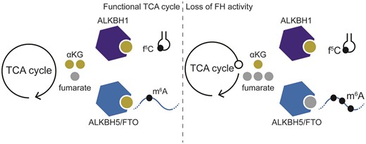 Graphical Abstract