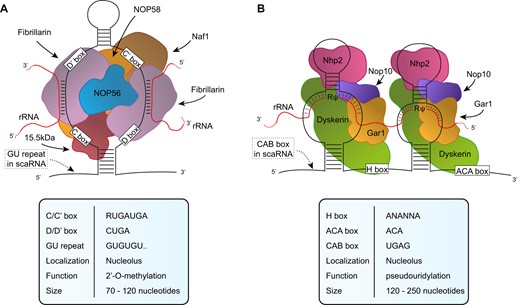 snoRNP structures. Simplified representation of (A) C/D box snoRNP and (B) H/ACA box snoRNP. The distinctive features are detailed in the tables below. GU repeat and CAB box are represented as dotted box and are related to C/D and H/ACA scaRNAs, respectively.