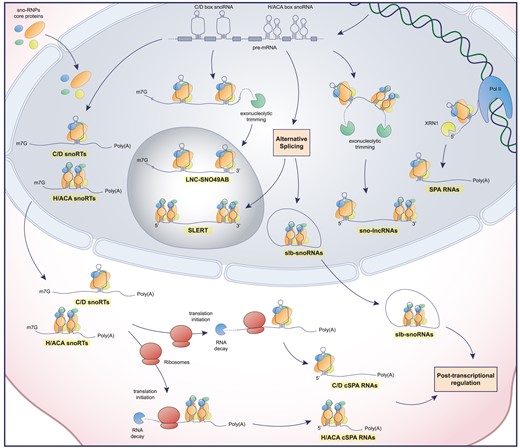 Schematic representation of snoRTs biogenesis. snoRTs are processed from pre-mRNA or co-transcriptionally derived (SPA RNAs) and are subsequently processed and differentially localized in the cell. Poly(A): poly-adenine tail; m7G: mRNA cap; Pol II: RNA polymerase II; XRN1: 5′-3′ exoribonuclease 1.