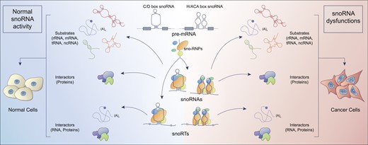 Graphical Abstract