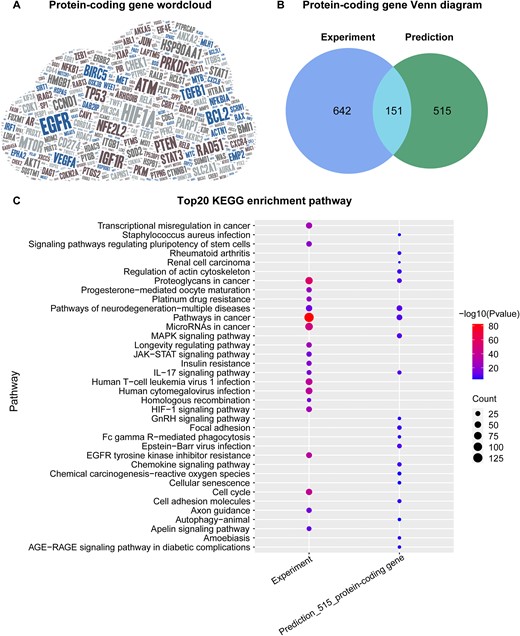 Overview of protein-coding gene-cancer associations. (A) Word cloud of all protein-coding genes, where there is more literature evidence for genes are displayed using a larger font size. (B) Number of coding genes derived from Experiment or Prediction publications. (C) The top 20 KEGG enrichment pathways of coding genes with experimental evidence (793 genes) or only computational analysis results (515 genes).