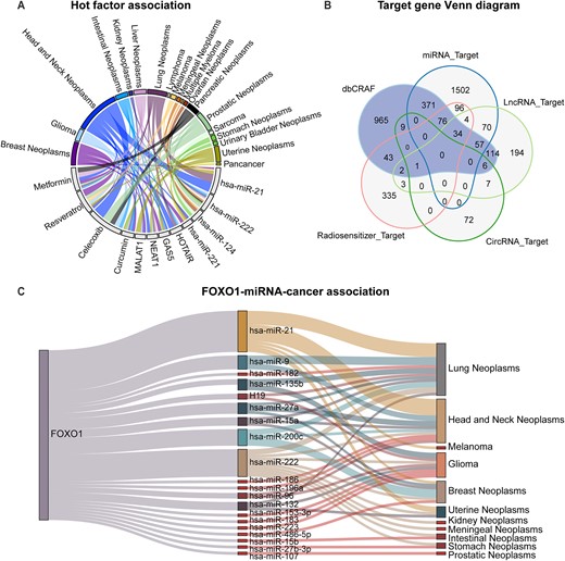 Statistics related to non-coding RNAs, radiosensitizers and their target interactions. (A) Statistics of the associations about top four miRNAs, lncRNAs and radiosensitizers, where more frequent associations are displayed using a thicker line. (B) Venn diagram of genes recorded in dbCRAF and all target genes. (C) Sankey diagram of FOXO1–miRNA–cancer associations.