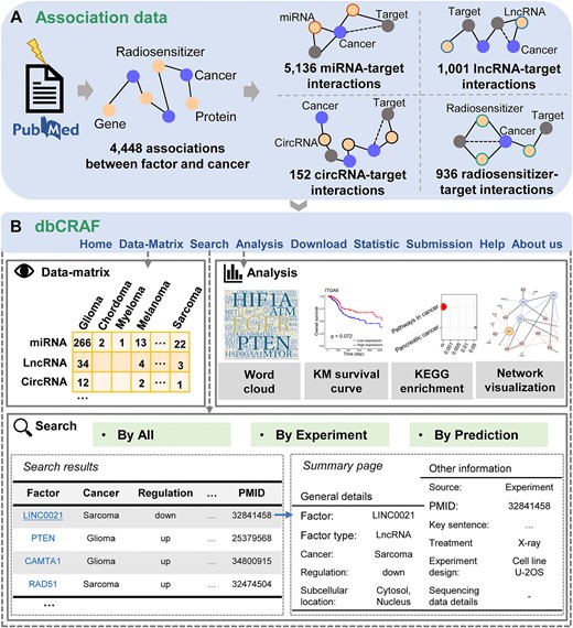 Schematic of dbCRAF.