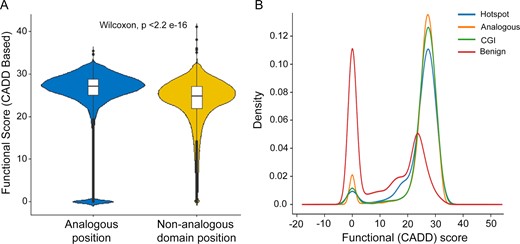 CADD functional score distribution of the analogous positions within the human proteome. (A) Comparison of CADD scores across analogous and non-analogous positions within the human protein domains. (B) CADD score distribution of the cancer hotspots identified by DOME (hotspot), curated driver mutations from the Cancer Genome Interpreter (CGI) and benign variants from ClinVar (benign), compared to the analogous protein sites (analogous) identified by DOME.
