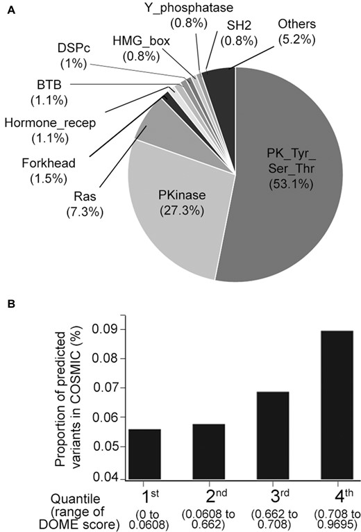 DOME analysis of possible missense mutations within domains across the human proteome. (A) Percentage distribution of proportion of DOME predicted drivers falling within the protein domains. (B) Overall proportion of mutations designated as somatic in the COSMIC database, across the four quartiles of DOME scores.