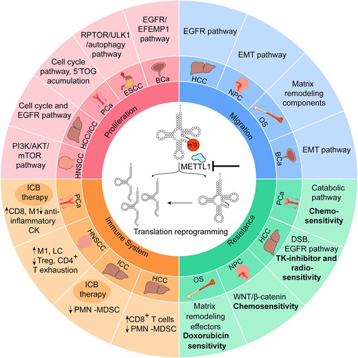 Overview of cancer-regulatory mechanisms affected by m7G methylation. The chart shows the cellular pathways affected in each tumor when METTL1 is deleted or silenced, via tRNA hypomethylation and/or tRNA fragments. Proliferation and migration are reduced in all cases. In all cancer types, METTL1 is overexpressed: hepatocellular carcinoma (HCC), intrahepatic cholangiocellular carcinoma (ICC), head and neck squamous cell carcinoma (HNSCC), prostate cancer (PCa), esophageal squamous cell carcinoma (ESCC), bladder cancer (BCa), nasopharyngeal carcinoma (NPC) and osteosarcoma (OS). ICB therapy: immune checkpoint blockade therapy.