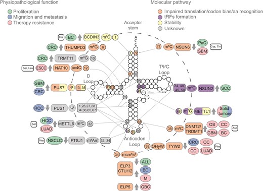 Cytosolic tRNA modifications impacting tumoral processes. Epitranscriptomic marks deposited in cytosolic tRNAs have been implicated in various cancerous processes, including proliferation (green), migration and metastasis (blue), and therapy resistance (pink). These consequences arise from diverse molecular alterations such as impaired translation or codon bias (orange), the biogenesis of tRFs (purple), tRNA stability (yellow) or a still unknown mechanism (gray). The illustration progresses from the outermost to the innermost layers, detailing the tRNA isotype that undergoes modification—if no tRNA isotype is indicated, several tRNA isotypes are involved—; the associated tumor type; the enzyme responsible for each mark, and whether it is up- or down-regulated (indicated by gray thick arrows); the mark; and the position of the mark. Solid tumors encompass all the solid tumors specified in this figure. Modifications located on the anticodon loop, D arm and acceptor stem are highlighted to indicate their involvement in amino acid recognition, codon usage and tRNA stability. Meanwhile, those modifications situated at the variable loop are indicated as being involved in tRF biogenesis. Glioblastoma (GBM), ovarian carcinoma (OC), cervical carcinoma (CC), osteosarcoma (OS), esophageal carcinoma (ESCC), lung adenocarcinoma (LUAD), melanoma (M), gallbladder cancer (GBC), squamous cell carcinoma (SCC), acute lymphoblastic leukemia (ALL), non-small cell lung cancer (NSCLC), colorectal cancer (CRC), hepatocellular carcinoma (HCC), pancreatic cancer (PaC), breast cancer (BC) and renal cell carcinoma (RCC).