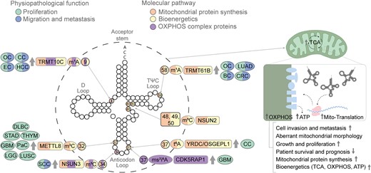 Mitochondrial tRNA modifications. The modifications and the corresponding writers are depicted in the tRNA backbone in different colors according to the oncogenic features in which they are involved, i.e. proliferation (green) and migration and metastasis (blue), as well as mitochondrial properties, i.e. mitochondrial protein synthesis (orange), altered bioenergetics (yellow) and OXPHOS activity (purple). The illustration progresses from the outermost to the innermost layers, providing details on the associated tumor types, the enzyme responsible for each mark and whether it is up- or down-regulated (indicated by arrows). The information includes the specific mark, along with the position where the enzyme catalyzes the mark. The category of solid tumors includes glioblastoma (GBM), endometrial carcinoma (EC), ovarian carcinoma (OC), cervical carcinoma (CC), lung adenocarcinoma (LUAD), colorectal cancer (CRC), breast cancer (BC), diffuse large B cell carcinoma (DLBC), low-grade glioma (LGG), lung squamous cell carcinoma (LUSC), pancreatic cancer (PaC), stomach adenocarcinoma (STAD), thyroid carcinoma (THYM) and squamous cell carcinoma (SCC).