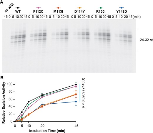 XPA tumor variants are defective in dual-incision of a NER-specific cisplatin lesion in vitro. (A) In vitro NER activity of purified NER proteins RPA (40 nM), XPC-RAD23B (5 nM), XPG (27 nM), XPF-ERCC1 (13 nM) and TFIIH (10 nM) complemented with WT or variant XPA (20 nM) on a plasmid containing a 1,3-GTG cisplatin intrastrand crosslink (n = 2). Gel shows excision products. (B) Excised band intensities for the reconstituted complexes containing each different XPA protein, as indicated by the legend in (A). Relative excision activity was determined as percentage of the WT XPA excision activity at 45 min. Mean relative excision activity values at 45 min were compared for each variant to WT using two-tailed unpaired t-tests, and P-values for statistically significant relative excision activity compared to WT (P< 0.05) are indicated.
