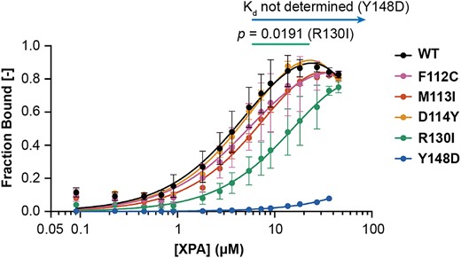 XPA tumor variants have disrupted DNA binding affinity. Microscale thermophoresis using a 5′ 6-FAM labeled hairpin DNA substrate with eight nucleotides (nt) of dsDNA and 4 nt of ssDNA overhang and indicated WT or variant purified recombinant XPA DBD (residues 98–239) protein performed at 20°C (n = 5 for WT, n = 3 for all variants). Kd values for the DNA substrate in each replicate were determined using lines of best fit from nonlinear regression analysis in GraphPad Prism (one site – total binding model). Error bars indicate the standard deviation. The mean and standard deviation Kd values were 7.7 ± 3.7 μM (WT), 9.2 ± 2.2 μM (F112C), 12 ± 1.9 μM (M113I), 8.8 ± 1.7 μM (D114Y), 38 ± 22 μM (R130I) and not determined (Y148D). Mean Kd values were statistically compared for each variant to WT using two-tailed unpaired t-tests, and comparisons to WT with P< 0.05 are indicated.