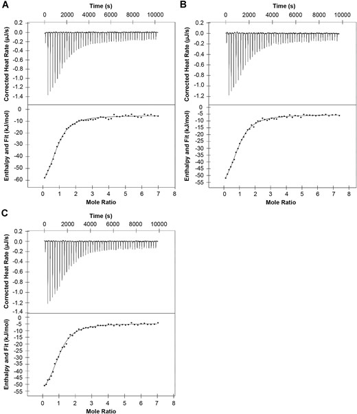 Single NER-deficient XPA variants M113I and D114Y do not significantly disrupt the essential scaffolding interaction with RPA. Isothermal titration calorimetry of purified recombinant full-length WT XPA (n = 2, A), M113I XPA (n = 3, B), and D114Y XPA (n = 2, C) and RPA. Representative thermograms showing the raw heat release (upper) and integrated heat release (lower) for each. The first injection of 0.5 μl was removed from each titration for analysis. The mean and standard deviation Kd values were 2.8 ± 1.7 μM (WT), 5.3 ± 1.1 μM (M113I), and 4.5 ± 4.9 μM (D114Y). Mean Kd values were statistically compared for each variant to WT using two-tailed unpaired t-tests: M113I P= 0.2118 and D114Y P= 0.4161.
