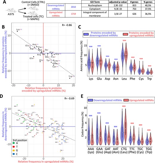 (A) A375 cells were cultured for 24h in the absence (CTRL) or in the presence of MAPKi (TC) before RNA-sequencing. Number and GO term analysis of MAPKi-regulated genes. This experiment was performed in triplicate (DESeq2 corrected P-value ≤ 0.05 and an average DESeq2 normalized ≥ 10 across conditions). (B) Amino acid relative frequency (%) in proteins encoded by MAPKi-regulated mRNAs. The x-axis and y-axis correspond to the relative frequency (%) of each amino acid computed from proteins encoded by MAPKi-upregulated and –downregulated mRNAs, respectively in comparison to the amino acid frequency in control proteins, i.e. proteins encoded by mRNAs expressed in untreated A375 cells. * in red or in blue means that the frequency of an amino acid is statistically different (beta regression analysis followed by a Tukey's test (pairwise comparison) FDR ≤ 0.05) when comparing control proteins to proteins encoded by MAPKi-upregulated or –downregulated mRNAs, respectively. (C) Amino acid frequency in proteins encoded by MAPKi-upregulated mRNAs (red) or by MAPKi-downregulated mRNAs (blue). *** indicates that amino acid frequencies are statistically different (beta regression analysis followed by a Tukey's test (pairwise comparison) FDR < 0.001) when comparing proteins encoded by MAPKi-downregulated mRNAs or by MAPKi-upregulated mRNAs. (D) Codon relative frequency (%) in MAPKi-regulated mRNAs. The x-axis and y-axis correspond to the relative frequency (%) of each codon computed in MAPKi-upregulated and -downregulated mRNAs, respectively in comparison to all other mRNAs expressed in A375 cells (control mRNAs). * in red or in blue means that the frequency of a codon is statistically different (beta regression analysis followed by a Tukey's test (pairwise comparison) FDR ≤ 0.05) when comparing control mRNAs to mRNAs that were upregulated or downregulated, respectively in MAPKi-treated cells. Green, red, orange, and blue dots represent A-, T-, G-, and C-ending codons, respectively. (E) Codon frequency in MAPKi-upregulated mRNAs (red) or in MAPKi-downregulated mRNAs (blue) mRNAs. *** means that codons frequencies are statistically different (beta regression analysis followed by a Tukey's test (pairwise comparison) FDR < 0.001) when comparing MAPKi-downregulated mRNAs and MAPKi-upregulated mRNAs.