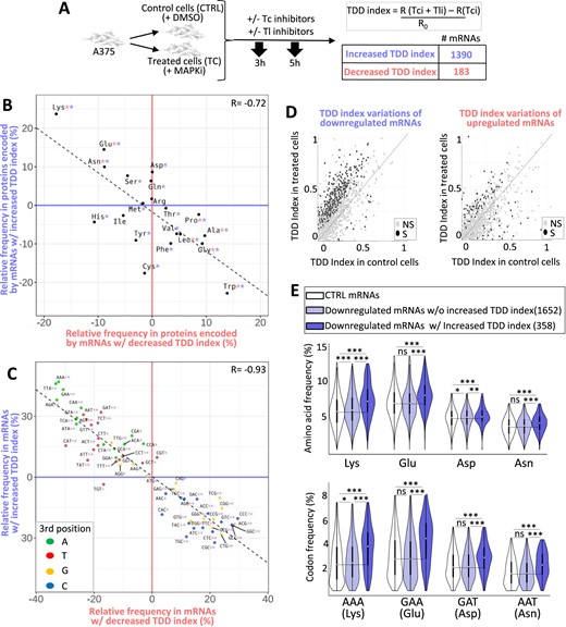 (A) A375 cells were cultured for 18 h in the absence or presence of MAPKi and then exposed to transcription inhibitors (Tci) and/or translation inhibitors (Tli) for 3 h or 5 h. The TDD index of each A375-expressed mRNA was computed by subtracting the normalized number of reads obtained in the presence of only Tci (R(Tci)) from that of the normalized number of reads (R) obtained in the presence of both Tci and Tli (R(Tci + Tli)). The subtraction sum was then divided by the initial normalized-number of reads (R0). This experiment was performed in triplicate. A Student's test was computed (see Materials and Methods) to check if the TDD index of a mRNA was significantly affected (p-value ≤ 0.05) in response to MAPKi as compared to the DMSO condition. Only mRNAs with a significant TDD index variation were considered; these were classified as mRNAs with increased or decreased TDD index according to whether their average TDD index (across replicates and T3 and T5 treatment times) was higher or lower, respectively, in the MAPKi condition as compared to the DMSO condition. (B) Amino acid relative frequency (%) in proteins encoded by mRNAs whose TDD was regulated by MAPKi. The x-axis and y-axis correspond to the relative frequency (%) of each amino acid computed from proteins encoded by mRNAs whose TDD index was decreased or increased, respectively in comparison to control proteins, i.e. all other proteins encoded by mRNAs expressed in the A375 cells (control proteins). * in red or in blue means that the frequency of an amino acid is statistically different (beta regression analysis followed by a Tukey's test (pairwise comparison) FDR ≤ 0.05) when comparing control proteins to proteins encoded by mRNAs whose TDD was decreased or increased, respectively in MAPKi-treated cells. (C) Codon relative frequency (%) in mRNAs whose TDD was regulated by MAPKi. The x-axis and y-axis correspond to the relative frequency (%) of each codon computed from mRNAs whose TDD decreased or increased, respectively in comparison to control mRNAs, i.e. all other mRNAs expressed in A375 cells. * in red or in blue means that the frequency of a codon is statistically different (beta regression analysis followed by a Tukey's test (pairwise comparison) FDR ≤ 0.05) when comparing control mRNAs to mRNAs whose TDD was decreased or increased, respectively in MAPKi-treated cells. Green, red, orange, and blue dots represent A-, T-, G- and C-ending codons, respectively. (D) Comparison of the TDD index of mRNAs calculated in control cells or in cells treated for 24h by MAPKi. On the left, the TDD index measured in control cells of each MAPKi-downregulated mRNA (x-axis) was plotted against their TDD index measured in MAPKi-treated cells (y-axis). On the right, the TDD index measured in control cells of each MAPKi-upregulated mRNAs (x-axis) was plotted against their TDD index measured in MAPKi-treated cells (y-axis). Grey dots represent mRNAs whose TDD index was not statistically different (NS) when comparing treated cells to control cells. Black dots represent mRNAs whose TDD index was statistically different (S, linear regression analysis two-tailed t-test p-value ≤ 0.05) when comparing treated cells to control cells. The gray line indicates when the TDD values are identical under the compared conditions. (E) Frequency (%) of codons (on the bottom panel) and amino acids (on the top panel) in three different mRNA populations and the three different protein sets that they produce. On the top, amino acid frequency in proteins encoded by control (CTRL) mRNAs (i.e. expressed mRNAs without those downregulated by MAPKi), MAPKi-downregulated mRNAs whose TDD was not increased, and MAPKi-downregulated mRNAs whose TDD increased. On the bottom, codon frequency in control (CTRL) mRNAs, MAPKi-downregulated mRNAs whose TDD was not increased, and MAPKi-downregulated mRNAs whose TDD increased. *** FDR < 0.001 and * FDR ≤ 0.05 in beta regression analysis followed by a Tukey's test (pairwise comparison). NS, not statistically significant.