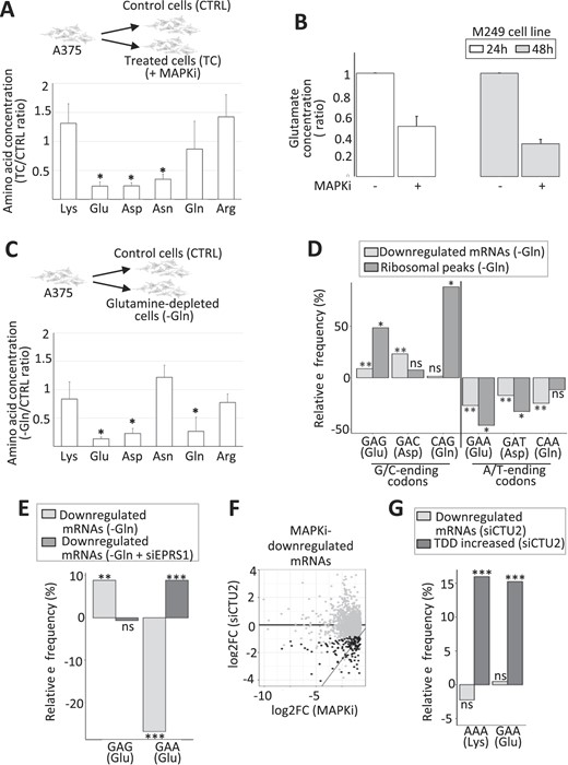 (A) Ratio of the intracellular concentration of Lys, Glu, Asp, Asn, Gln and Arg in cells exposed 24 h to MAPKi as compared to control cells. *P ≤ 0.05 (two-tailed paired t-test, n = 4). (B) Ratio of the intracellular concentration of Glu in M249 cells exposed to MAPKi for 24 or 48 h as compared to control cells (n = 3). (C) Ratio of the intracellular concentration of Lys, Glu, Asp, Asn, Gln, and Arg in cells grown for 24h in the absence of Gln compared to control cells. *P≤ 0.05 (two-tailed paired t-test, n = 3). (D) Relative frequency of G/C-ending codons (GAG, GAC and CAG) and A/T-ending codons (GAA, GAT and CAA) corresponding to Glu, Asp and Gln in mRNAs whose expression level was downregulated in glutamine-depleted cells (-Gln) compared to all other expressed mRNAs and in ribosomal peaks induced by Gln-depletion compared to random control peaks. ** corresponds to a Tukey's test (pairwise comparison, FDR ≤ 0.01) and *corresponds to a one-tailed randomization test (FDR ≤ 0.01). (E) Relative frequency of the GAG and GAA codons corresponding to Glu in mRNAs whose expression level was downregulated in Gln-depleted cells (–Gln) and in mRNAs whose expression level was downregulated in Gln-depleted cells transfected with an siRNA targeting EPRS1 (–Gln + siEPRS1). Relative frequencies were computed against all other expressed mRNAs. Beta regression analysis followed by a Tukey's test (pairwise comparison) FDR ≤ 0.01 (**) or <0.001 (***). (F) The log2 fold change of the expression level of each MAPKi-downregulated mRNAs (x-axis) was plotted against the log2 fold change of their expression level in siCTU2-transfected cells compared to control cells (y-axis). Black dots represent mRNAs whose expression level was significantly (DESeq2 adjusted P-values ≤ 0.05, n = 3) decreased by at least 50% (while still having an average normalized expression level >10) when comparing siCTU2-transfected cells to control cells. (G) Relative frequency of the A/T-ending codons (AAA and GAA) corresponding to Lys and Glu in mRNAs whose expression level was downregulated and in mRNAs whose TDD increased in siCTU2-transfected cells. *** beta regression analysis followed by a Tukey's test (pairwise comparison, FDR < 0.001).