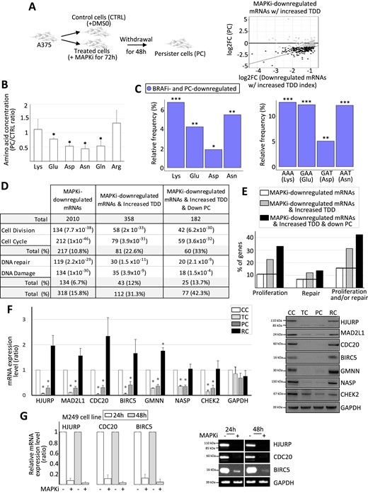 (A) A375 cells were cultured for 72h in the absence of MAPKi (CTRL) or in the presence of MAPKi (TC). Some treated cells were next grown for a supplementary 48h in the absence of MAPKi (persister cells, PC). The log2 fold change of each MAPKi-downregulated and TDD-induced mRNAs (x-axis) was plotted against the log2 fold change of their expression level when comparing persister cells (PC) to control cells (y-axis). Black dots represent mRNAs whose expression level was significantly (DESeq2 adjusted P-values ≤ 0.05, n = 3) decreased by at least 50% (while still having an average normalized expression level greater than 10) when comparing persister cells to control cells. (B) Ratio of the intracellular concentration of Lys, Glu, Asp, Asn, Gln and Arg in persister cells (PC) as compared to control cells (CTRL). *P< 0.05 (two-tailed paired t-test, n = 3). (C) Relative frequency (%) of Lys, Glu, Asp and Asn (left panel) computed from proteins encoded by mRNAs downregulated in both MAPKi treatment and persister cells when compared to proteins encoded by all other expressed mRNAs. Relative Frequency (%) of the AAA, GAA, GAT and AAT codons (right panel) of mRNAs downregulated in both MAPKi treatment and persister cells when compared to all other expressed mRNAs. ***FDR < 0.001, **FDR ≤ 0.01, *FDR ≤ 0.05 (beta regression analysis followed by a Tukey's test (pairwise comparison)). (D) Number and functional term analysis of genes whose (i) mRNAs were downregulated in response to MAPKi, (ii) mRNAs were downregulated in response to MAPKi and whose TDD was increased and (iii) mRNAs were downregulated in response to MAPKi and whose TDD was increased and that were downregulated in persister cells. (E) Percentage of genes that are associated with the proliferation and/or DNA repair cellular functions. The black line indicates the % obtained from the MAPKi-downregulated mRNA population. (F) RT-qPCR and western blot analysis in control cells (CC), cells treated for three days with MAPKi (TC), cells treated for three days with MAPKi before being cultured in drug-free medium for two days (PC) or for 9 days (RC). *P < 0.05 (two-tailed paired t-test, n = 3). (G) RT-qPCR analysis of the expression level of a set of mRNAs in M249 control cells, M249 cells treated with MAPKi for 24 or 48 h. The values were normalized by GAPDH and the values obtained in untreated control cells (n = 3, left panel). Western blot analysis, representative of three independent experiments (right panel).