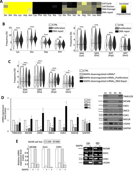 (A) Heat map representing the amino acid relative frequency in proteins involved in different cellular functions as indicated when compared to amino acid average frequency in the human proteome. (B) Frequency of amino acids (left panel) and codons (right panel) computed from control genes (CTRL) or genes involved in proliferation or in DNA repair. The black line indicates the CTRL mean value. ***FDR < 0.001 and **FDR ≤ 0.01 (beta regression analysis followed by a Tukey's test (pairwise comparison). NS: not statistically significant. (C) Frequency of codons computed from control (CTRL) mRNAs, MAPKi-downregulated mRNAs encoding proteins not involved in proliferation or replication (MAPKi-downregulated mRNAs#), MAPKi-downregulated mRNAs encoding proteins involved in proliferation (MAPKi-downregulated mRNA_Proliferation), or MAPKi-downregulated mRNAs encoding proteins involved in DNA repair (MAPKi-downregulated mRNA_DNA Repair). The black line indicates the CTRL mean value. ***FDR < 0.001, **FDR ≤ 0.01, *FDR ≤ 0.05 (beta regression analysis followed by a Tukey's test (pairwise comparison)). NS: not statistically significant. (D) RT-qPCR and western blot analysis in control cells (CC), cells treated for 3 days with MAPKi (TC), cells treated for 3 days with MAPKi before to be grown in drug-free medium for 2 days (PC) or for 9 days (RC). *P< 0.05 (two-tailed paired t-test, n = 3). (E) RT-qPCR analysis of the expression levels of a set of mRNAs in M249 control cells or in M249 cells treated with MAPKi for 24 or 48 h (MAPKi). The values were normalized by the GAPDH values obtained in untreated control cells (n = 3, left panel). Western blot analysis, representative of three independent experiments (right panel).