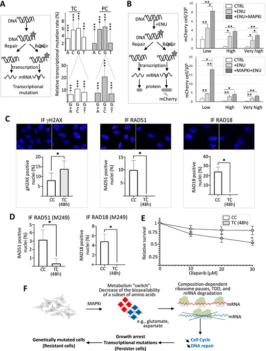 (A) The schematic representation on the left describes how DNA damages (grey asterisk, e.g. DNA chemical modifications) can lead, in the absence of DNA repair, to transcriptional mutations (grey triangle) owing to nucleotide mispairing. Transcriptional mutations were quantified by comparing at the nucleotide level the transcriptome of control cells to the transcriptome of MAPKi-treated cells (TC) or persister cells (PC). The top panel represents the relative % of A, C, G and T nucleotides that are more frequently mutated to another nucleotide in MAPKi-treated cells (TC) or persister cells (PCs) compared to control cells. The bottom panel represents the relative % of G nucleotides that are more frequently mutated to another nucleotide in MAPKi-treated cells (TC) or in persister cells (PC) when compared to control cells. *** Logistic regression analysis FDR < 0.001 (n = 3). (B) The schematic representation on the left describes how DNA damages (grey asterisk, e.g. DNA chemical modifications induced by ENU) can lead, in the absence of DNA repair, to nucleotide mispairing that transforms a stop codon (preventing mCherry synthesis) into a tryptophan codon (allowing mCherry synthesis). The top panel represents the quantification of the number of cells expressing mCherry either under control conditions (CTRL), after exposure to ENU (+ENU), or after exposure to ENU in the presence of MAPKi (+ENU + MAPKi) (n = 4). The bottom panel represents the quantification of the number of cells expressing mCherry either under control conditions (CTRL), after exposure to ENU (+ENU), or after exposure to MAPKi for 72h before being exposed to ENU (+MAPKi + ENU) (n = 5). Low, high, and very high correspond to different filters used in cytometric analysis to detect positive cells (i.e. cells expressing mCherry). *P< 0.05 and ** P< 0.01 (one-tailed paired t-test). (C) Top: Representative immunofluorescence images of A375 control cells (CC) and cells treated for 48 h with MAPKi (TC) and stained with the indicated antibodies. Nuclei are stained with DAPI (blue), anti-γH2AX (red), anti-RAD51 (magenta) and anti-RAD18 (yellow). Scale bar: 10 μm. Bottom: Quantification of nuclear γH2AX, RAD51 and RAD18 foci in control and MAPKi treated cells (n = 3). Results represent means ± SEM (*P < 0.05; paired t-test). (D) Quantification of nuclear RAD51 and RAD18 foci in control and MAPKi treated M249 cells (n = 3). Results represent means ± SEM (*P < 0.05; paired t-test). (E) Sensitivity of A375 control (CC) or MAPKi-treated cells (TC) to olaparib. A375 cells were treated with DMSO or MAPKi together with the indicated concentration of olaparib for 48 h (n = 3). Results represent means ± SEM (*P < 0.05; two-way ANOVA). (F) By switching the cell metabolism and decreasing the bioavailability of certain amino acids such as glutamate and aspartate, MAPKi could trigger ribosome pause sites on some mRNA regions enriched for codons corresponding to glutamate and aspartate, which in turn could trigger the selective degradation of a subset of mRNAs according to their compositional biases in certain codons and corresponding amino acids. Since the biological functions of proteins depend on their composition in certain amino acids, the selective degradation of mRNAs according to their compositional bias would affect a selective set of functions such as proliferation and DNA repair. Since, the downregulation of compositionally-biased gene products persists in cells after MAPKi withdrawal, the selective degradation of compositionally-biased mRNAs could simultaneously contribute to the appearance of slow-proliferative cells that would have a higher probability to generate mutated daughter cells.
