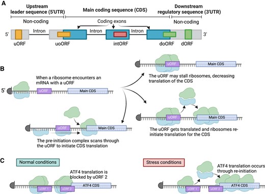 Mechanisms of translation of upstream open reading frames. (A) A schematic overview of the types of non-canonical open reading frames (ORF) observed within messenger RNAs (mRNAs). Here, the annotated coding sequence (CDS) for the mRNA is indicated in blue, with non-coding sequences in gray. Individual boxes indicate where each class of non-canonical ORF would be found on an mRNA transcript. uORF, upstream open reading frame. uoORF, upstream overlapping open reading frame. intORF, internal open reading frame. doORF, downstream overlapping open reading frame. dORF, downstream open reading frame. (B) Possible impacts of ribosome interactions with a uORF, including stalling of the ribosomes, re-initiation of ribosome translation for the main CDS, and scanning through the uORF to the main CDS. (C) A mechanistic paradigm for ATF4 translation in normal and stress conditions. Here, two uORFs are present. In normal conditions, cells re-initiate ATF4 translation but in stress conditions ribosomes are stalled on uORF1 and uORF2, without re-initiation of ATF4 translation. Figure was created with Biorender.com.