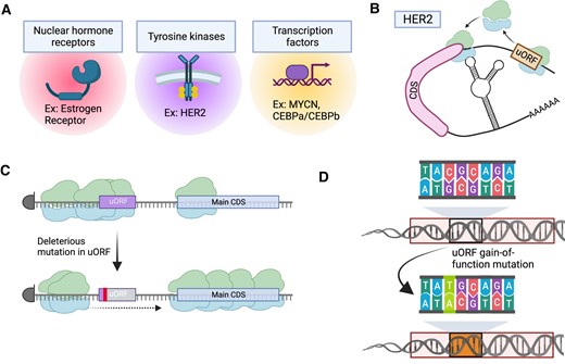 uORF-mediated regulation of oncogenic processes. (A) Example genes and oncogenic processes that have direct regulation by uORFs. (B) A mechanistic model for uORF-based regulation of HER2 including re-initiation of HER2 translation using structured RNA elements in the 3′UTR. (C) Deleterious mutations in uORFs may reduce their ability to stall ribosomes, thereby leading to derepression of main CDS translation. Here, the red line indicates a deleterious mutation. (D) Gain-of-function mutations in the 5′UTR of genes may cause the de novo creation of a uORF through the generation of a novel ATG start codon sequence. Figure was created with Biorender.com.