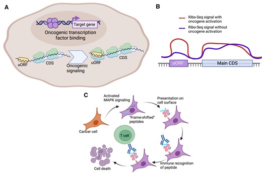 Cancer-directed regulation of uORFs in cancer. (A) Oncogenic signaling via transcription factors or other pathways may result in the accumulation of ribosomes on an uORF, leading to uORF translation. (B) Some oncogenes, such as SOX2, result in a selective increase in ribosome abundance on uORFs using Ribo-Seq. In these cases, the translation of the main CDS may or may not be impacted. The illustration shown here represents a potential Ribo-Seq pattern that would be observed with selective upregulation of uORF translation with the addition of oncogenic signaling. (C) Activation of MAP kinase pathway signaling through oncogenic RAS or BRAF alleles induce ribosomal frame-shifting, particularly in the setting of essential amino acid such as tryptophan starvation. This translation infidelity may produce presented peptide antigens that are recognized by T cells for cancer cell killing. Figure was created with Biorender.com.