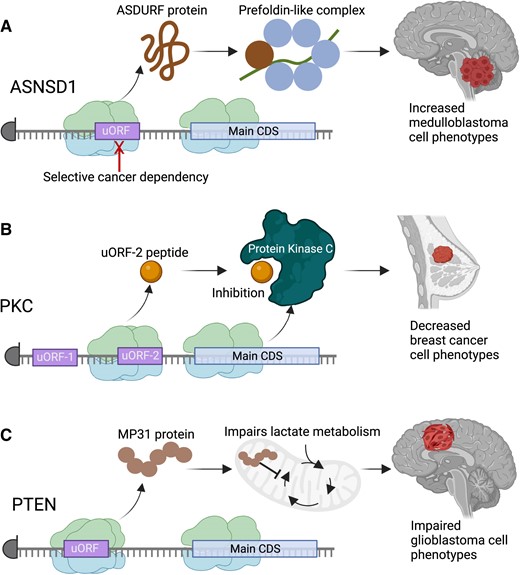 Examples of cancer-involved microproteins. (A) The ASNSD1 gene translates a microprotein from an uORF that has been found with interact with the prefoldin-like complex to drive medulloblastoma cell survival. (B) A microprotein translated from the second uORF in the PKC gene, termed the uORF-2 peptide, is able to inhibit the kinase activity of certain PKC forms, leading to overall antagonism of breast cancer phenotypes by the microprotein. (C) A microprotein translated from the 5′UTR of the PTEN tumor suppressor gene, termed MP31, antagonizes lactate metabolism in glioblastoma, causing a reduction in glioblastoma aggressiveness. The MP31 microprotein is deleted with PTEN deletions in glioblastoma, contributing to increased cancer phenotypes in that setting. Figure was created with Biorender.com.