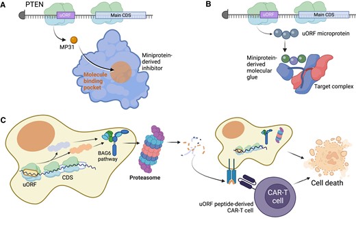 Potential therapeutics derived from uORFs in cancer. (A) In some cases, such as the MP31 microprotein from an upstream open reading frame in the PTEN tumor suppressor genes, direct administration of a uORF-derived miniprotein therapeutic could be clinically beneficial. With MP31, a synthetic MP31 miniprotein would inhibit tumor cell metabolism. (B) Some microproteins may have the capacity to engage in novel protein complex structures, leading to transient binding endogenously. A miniprotein therapeutic developed by modifying the uORF microprotein may have the ability to strengthen those interactions to be a toxic molecular glue for cancer cells. (C) uORF-derived microproteins are often unstable and processed for degradation using the BAG6 pathway, which directs the microprotein to the proteasome for cleavage. Ultimately, the proteasome-degraded peptides are presented on the cell surface through the human leukocyte antigen (HLA) system, which can be targeted through the design of custom CAR-T cells that recognize the uORF-derived peptide. Figure was created with Biorender.com.