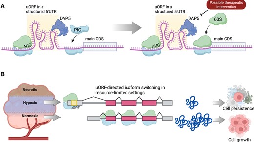 Cancer therapies to target mechanisms of selective uORF translation. (A) uORFs are frequently accompanied by structure 5′UTR sequences that are inhibitory to the translation of the main coding sequence (CDS). DAP5 is a eukaryotic initiation factor that may bypass these uORF 5′UTR structures to recruit the preinitiation complex (PIC) for CDS translation. DAP5-directed therapeutics may be able to shift the efficiency of this process and evaluate uORF translation. (B) Cancer microenvironments, such as hypoxia, may shift transcript isoform usage to include or exclude a uORF, for the long-term benefit of cancer cell survival in different conditions. Therapeutics that modulate this process may lead to a treatment strategy that regulates uORFs in cancer. Figure was created with Biorender.com.