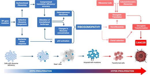 Model of cancer transformation following ribosomal protein (RP) gene mutation. RP haploinsufficient mutation(s) generally induces hypoproliferative phenotypes, exemplified by the occurrence of anaemia in ribosomopathies. Within this framework, the initial hypoproliferative state exerts selective pressure on cellular populations, facilitating the acquisition of secondary mutations that may amplify the hyperproliferative syndrome. This phenomenon culminates in the clonal proliferation of cells characterized by a modified translational profile.