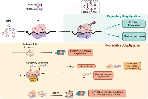 Overview of the roles of RP ubiquitylation in regulating ribosome activity or degradation. The ubiquitylation of several RPs has been proposed to regulate ribosome translation efficiency and the response to endoplasmic reticulum (ER) stress. Degradative ubiquitylation is involved in the elimination of surnumerary RPs, the resolution of collided ribosomes and the elimination of ribosomes, through UBE2O, during erythrocyte differentiation.