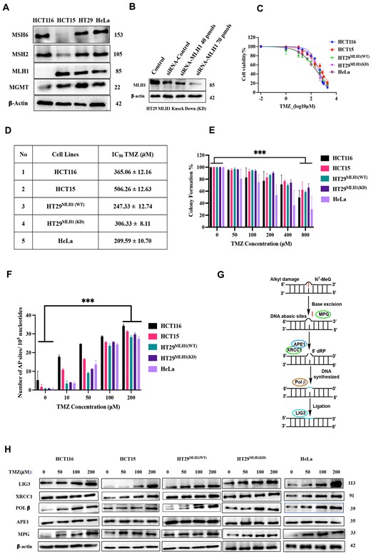 TMZ induces the accumulation of DNA abasic sites in both MMR-proficient and deficient cancer cells. (A) Cell lysates from HCT116, HCT15, HT29 and HeLa cells were analyzed by Western blot using antibodies specific to Mismatch Repair (MMR) pathway proteins. (B) HT-29 (MLH1-proficient) cells were transfected with varying concentrations of siRNA targeting MLH1 for 72 h to generate knockdown MMR-deficient isogenic cell lines, which were then analyzed by Western blot using specific antibodies for MLH1 and β-tubulin. (C) Dose-response curves for cell survival after treatment with TMZ were generated for both MMR-proficient and deficient cancer cells at the 24-hour time point. These curves, derived from MTT data, were fitted using nonlinear regression analysis (log inhibitor vs. normalized response), and the IC50 values were determined by GraphPad Prism. (D) The table summarizes the IC50 values for both MMR-proficient and deficient cancer cells. Mean ± SD represented triplicate biologically independent values. (E) Colony Formation (CF) after treatment with an increasing concentration of TMZ (0–800 μM) for 10 days in both MMR-proficient and deficient cancer cells; colonies were quantified using ImageJ. (F) Estimation of the number of AP sites after TMZ (0–200 μM) treatment at 24 h in both MMR-proficient and deficient cancer cells using the standard curve generated from the AP site quantification kit (Supplementary Figure S1F). (G) Proposed model for the repair of TMZ-induced N7-MeG and N3 -MeA DNA adducts by accumulating DNA abasic sites via the short-patch BER pathway. (H) Western blot analysis of TMZ (0–200 μM) treatment for 24 h in HCT116, HCT15, HT29MLH1(WT), HT29MLH1(KD), and HeLa using antibodies specific to BER pathway proteins. (E) and (F) were statistically analyzed by one-way ANOVA, followed by Tukey's for the multiple group comparison, using GraphPad Prism 9.2.0. The criteria for the statistical significance followed as (ns) ‘not significant’, P ≤ 0.033 (*), P ≤ 0.002 (**) and P ≤ 0.001 (***).