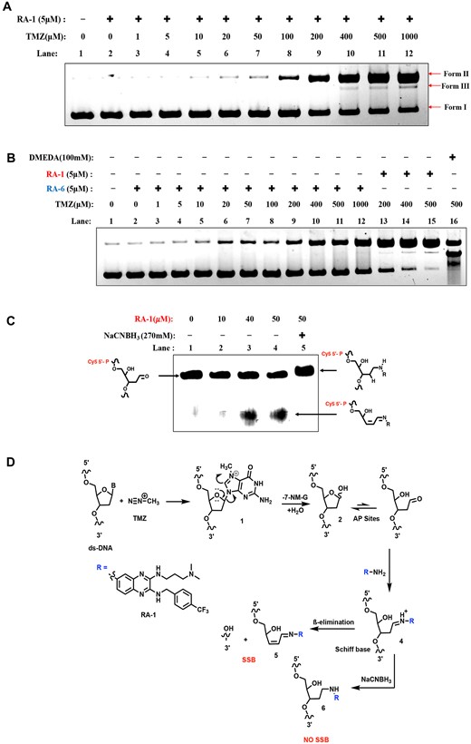Cleavage of TMZ-induced AP sites by RA-1 via Schiff base formation. (A) Electrophoretic analysis of the cleavage of TMZ-induced AP sites by RA-1. Lane 1: native-pBR322 alone (0.5 μg); lane 2 to lane 12: mixtures of native-pBR322 (0.5 μg) and RA-1 (5 μM) with increasing concentrations of TMZ (0–1000 μM). All reactions were conducted in 10 mM sodium phosphate buffer (pH 7.0) with 5% (v/v) DMSO and incubated overnight at 37°C. (B) Electrophoretic analysis of cleavage of TMZ-induced AP sites by RA-6 or RA-1, lane 1: native-pBR322 alone (0.5 μg); lane 2 to lane 12: mixtures of native-pBR322 (0.5 μg) and RA-6 (5 μM) with increasing concentrations of TMZ (0–1000 μM). For comparison, lanes 13 to 15 were treated with RA-1 (5 μM), and lane 16 included DMEDA 100 mM as a standard control. All reactions were conducted in 10 mM sodium phosphate buffer (pH 7.0) with 5% (v/v) DMSO and incubated overnight at 37°C. (C) Urea PAGE analysis shows the sodium cyanoborohydride (NaCNBH3) trapping complex between RA-1 and Cy5-tagged AP-site DNA: no treatment (lane 1), treatment with 10, 40 and 50 μM RA-1 (lanes 2, 3 and 4), and 50 μM RA-1 with 270 mM NaCNBH3 (lane 5) incubated overnight at 37°C. (D) Plausible mechanism for the cleavage of TMZ-induced AP-DNA by RA-1.