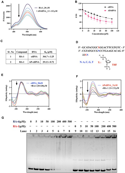 The specific binding affinity of RA-1 for AP-DNA. (A) Fluorescence emission spectra of RA-1 (20 μM) excited at 365 nm upon titration with AP-ctDNA (10–100 μM bp). (B) Fluorescence titration curves depicting the interaction of RA-1 with AP-ctDNA and ctDNA; where F and Fo represent the fluorescence intensity of RA-1 in the presence and absence of DNA, respectively, the resulting R-square value is 0.99. (C) The dissociation constant (Kd) for the complexation of RA-1 with AP-ctDNA or ctDNA was calculated using GraphPad Prism 9.2.0 (one-site total binding equation). (D) Schematic representation of the THF oligonucleotide 22XN with various nucleobases opposite to the AP site. (E, F) Circular dichroism spectra profile for the titration of ctDNA (20 μM bp) or AP-ctDNA (20 μM bp) with various concentrations of RA-1 (10–120 μM), respectively. (G) Agarose gel shift assay of native supercoiled pBR322 DNA with increasing concentrations of compounds RA-6 (lane 2 to lane 8) and RA-1 (lane 10 to lane 16).