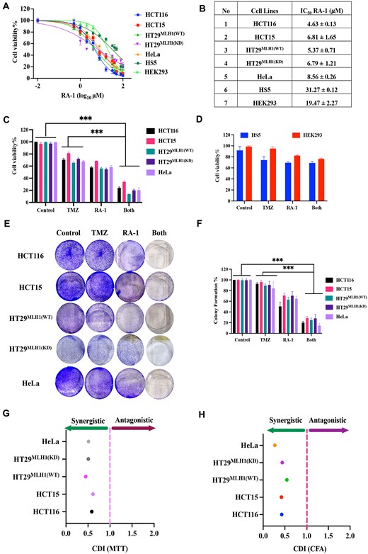Synergistic effects of the TMZ-RA1 combination on cell viability and colony formation. (A) Dose-response curves for cell survival following RA-1 treatment in HCT116, HCT15, HT29MLH1(WT), HT29MLH1(KD), HeLa, HS5 and HEK239 cells at 24 h were generated using MTT data and nonlinear regression analysis (log inhibitor vs. normalized response), with IC50 values determined by GraphPad Prism. (B) The table summarized IC50 values for representative cell lines, and mean ± SD represented triplicate biologically independent values. (C) Cell viability was assessed following treatment with TMZ (100 μM) and RA-1 (5 μM) individually or in combination (TMZ-RA1) in both MMR-proficient and deficient cancer cells at 48 h using the MTT assay. (D) Cell viability was assessed following treatment with TMZ (100 μM) and RA-1 (5 μM) individually or in combination (TMZ-RA1) in both HS5 and HEK293 at 48 h using the MTT assay (E) and (F) Colony Formation (CF) after treatment with TMZ (100 μM) and RA-1 (5 μM) independently or in combination with TMZ-RA1 for 10 days in both MMR-proficient and deficient cancer cells, and colonies were quantified using ImageJ. (G, H) Mean percentage of cell survival (MTT) and colony formation (colony formation area, CFA) data from a representative experiment were used to calculate the coefficient of drug interaction (CDI). CDI values below 1 indicate synergism; CDI values below 0.7 imply significant synergism; and values above 1 suggest antagonism in the combination treatment. Statistical analysis of the data was conducted using a one-way ANOVA followed by Tukey's test for multiple group comparisons, utilizing GraphPad Prism 9.2.0. The criteria for statistical significance were determined as follows: (ns) for ‘not significant’, (*) for P ≤ 0.033, (**) for P ≤ 0.002 and (***) for P ≤ 0.001.