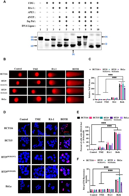 RA-1 impairs the BER pathway, leading to DNA double-strand breaks in the TMZ-RA1 combination. (A) In vitro reconstitution of the BER pathway utilized 22-UC AP-DNA oligonucleotide with Taq DNA Polymerase (0.2 U/μl), dNTP (200 μM), APE1 (0.2 U/μl), and Ligase (0.25 U/μl), along with RA-1 (50 μM). Lane designations are lane 1: 22UC with intact Uracil, lane 2: AP-DNA (22AP) oligonucleotide, lane 3: RA-1 cleavage of AP-DNA, lane 4: AP-DNA cleavage mediated by RA-1 with Taq DNA Pol, dNTPs, and with combination T4 DNA ligase (in lane 5), lane 6: APE1-mediated cleavage of 22-AP, lane 7: APE1-mediated cleavage with Taq DNA Pol, dNTPs, and with combination T4 DNA ligase (in lane 8), lane 9: AP-DNA cleavage with RA-1 and all enzymes, lane 10: AP-DNA cleavage with RA-1 and APE1. (The a–k band is depicted according to shown in Supplementary Figure S9A). (B) Neutral comet assays were conducted to detect DNA DSBs following treatment with TMZ (100 μM) and RA-1 (5 μM) either independently or in combination (TMZ-RA1) in both MMR-proficient and deficient cancer cells. Representative images of comets are shown (scale bar = 10 μM). (C) The relative tail moment of DNA after treatment is presented for both MMR-proficient and deficient cancer cells. (D) Representative image of γH2AX foci (red) in both MMR-proficient and deficient cancer cells after treatment with TMZ (100 μM) and RA-1 (5 μM) independently or in combination (TMZ-RA1). Hoechst staining (blue) was used to label the cell nucleus (scale bar = 10 μM). (E) The percentage of cells with γH2AX foci (>10 foci per cell) in both MMR-proficient and MMR-deficient cancer cells. (F) The phosphorylated ATM relative fluorescence intensity per nucleus was quantified using ImageJ software in both MMR-proficient and MMR-deficient cancer cells (Supplementary Figure S8C). For (C), (E) and (F), the data was statistically analyzed by one-way ANOVA followed by Tukey's for the multiple group comparison using GraphPad Prism 9.2.0. The criteria for the statistical significance followed as (ns) ‘not significant’, P ≤ 0.033 (*), P ≤ 0.002(**) and P ≤ 0.001 (***).