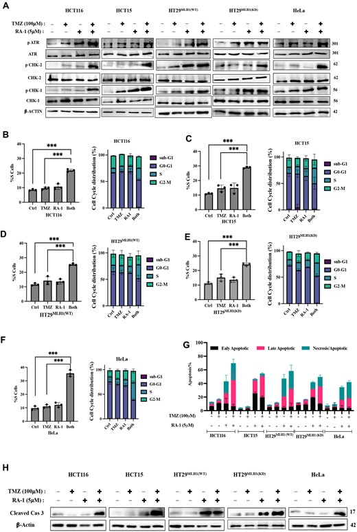 Effects of TMZ-RA1 combination treatment on cell cycle and apoptosis. (A) Western blot analysis of the phosphorylated and total proteins of ATR, ChK1, and ChK2 signalling pathway proteins antibodies after the treatment with TMZ (100 μM) and RA-1 (5 μM) independently or in combination (TMZ-RA1) in both MMR-proficient and deficient cancer cells (HCT116, HCT15, HT29MLH1(WT), HT29MLH1(KD), and HeLa) for 24 h. (B–F) Cell cycle analysis using flow cytometry after the treatment with TMZ (100 μM) and RA-1 (5 μM) independently or in combination (TMZ-RA1) (Supplementary Figure S10A), The left panel displays the percentage change in the S-phase, while the right panel depicts the distribution of cell cycle phases at 24 h for the respective cell lines. (G) The percentage of apoptosis and necrosis for representative treatment of both MMR-proficient and deficient cancer cells using flow cytometry (Supplementary Figure S10B). (H) Immunoblot analysis of cleaved caspase 3 in cells treated as represented for both MMR-proficient and deficient cancer cells. For (B), (C), (D), (E) and (F), the data were statistically analyzed by one-way ANOVA, followed by Tukey's for the multiple group comparison, using GraphPad Prism 9.2.0. The criteria for the statistical significance followed as (ns) ‘not significant’, P ≤ 0.033 (*), P ≤ 0.002 (**) and P ≤ 0.001 (***).