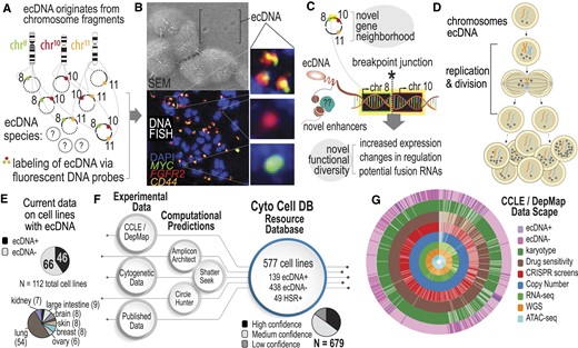 Increasing the scope of ecDNA knowledge in common cancer cell lines. (A) The biogenesis mechanism for ecDNA is not well understood, but ecDNA are focal amplifications of genomic regions that can multimerize to co-localize on the same ecDNA amplicon. Depending on the cell line, this can lead to many diverse species. (B) Microscopy methods, such as scanning electron microscopy (SEM) and DNA Fluorescence in situ Hybridization (FISH) are gold standard approaches for visualizing ecDNA. DNA FISH uses fluorescent probes that bind to specific DNA sequences that indicate which regions of the genome are amplified by ecDNA. Multiple species can be observed depending on which fluorescent probe is detected. (C) Co-localization of genes from different chromosomes on the same ecDNA amplicon may lead to novel biological functionalities. A breakpoint junction is where two parts of different chromosomes come together, potentially producing fusion DNA or may lead to changes in regulation and transcription through enhancer remodeling. (D) Asymmetric division of ecDNA molecules into daughter cells during replication and division. Multiple rounds of replication leads to a heterogeneous mixture of cells with various ecDNA counts and species. (E) Recent efforts to probe ecDNA status in cell line populations provides data on 112 cell lines, in which 46 are labeled as ‘true positive’ and 66 are labeled as ‘true negative.’ These cell lines mostly consist of small cell lung cancer (54%). (F) CytoCellDB represents the largest repository for ecDNA classification, providing queryable data for cell lines, as well as ecDNA and homogenous staining region (HSR) annotations. It also provides computational predictions using several available computational frameworks. Karyotype records were classified as high, medium or low confidence. (G) CytoCellDB aligns with the Cancer Cell Line Encyclopedia (CCLE) and Dependency Map (DepMap) to enable a multi-omic view of ecDNA biology. A donut plot represents all the available multi-omic data for cell lines with ecDNA annotations.