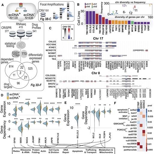 EcDNA+ cells have distinct CNV patterns, pathways and drug responses. (A) Multi-omic pipeline that integrates DepMap CRISPR data with DepMap/CCLE transcriptomics data and CTRP/GDSC drug sensitivity profiles to explore uniquely different genes, vulnerabilities and drug responses in ecDNA+ and ecDNA– cell lines. (B) In ecDNA+ cell lines, certain chromosomes are more commonly amplified (chr 17, 8, 1 and 2) and based on the chromosome, may have a wide range of genes amplified (chr 1) or may have specific regions of the chromosome commonly amplified (chr 2). (C) Two commonly amplified chromosomal regions in ecDNA+/HSR+ cell lines are chr 8 (bottom) and chr 17 (top). Plotted are heatmaps of CNV and gene expression in these amplified regions, showing patterns of expressions across cell lines. (D) Comparing differentially expressed genes and genes with significantly different gene dependency scores in ecDNA+ versus ecDNA– cell lines. (E) Comparing differentially expressed genes and genes involved in drug response, we identified apoptosis (BCL2-family) genes that have significantly higher amplification in ecDNA+ cells. (F) Comparing gene dependencies and genes involved in drug response, we identified three genes in which ecDNA+ cells have lower dependency scores and increased drug sensitivity. The lower p-values indicate more significant associations between drug sensitivity and ecDNA presence. For example, a BCL2-family gene (BCL2) has significantly lower dependencies in ecDNA+ cells compared to ecDNA– cells and is a mediator for apoptosis activating drugs, such as sz4ta2 and bam7. In both of these drugs, ecDNA+ cell lines exhibit significantly more sensitive responses compared to ecDNA– cell lines.