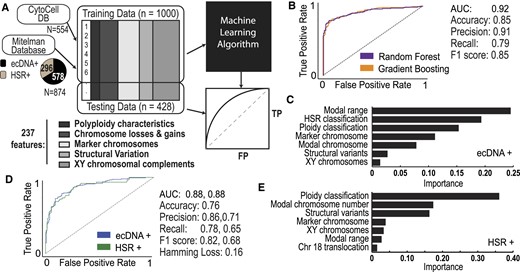 Machine learning of karyotype data predicts ecDNA and HSRs. (A) A machine learning-based approach that takes in training karyotype data from CytoCellDB and the Mitelman database. Feature extraction identified 237 unique and independent features that were used to predict the expression of either ecDNA or HSRs. The training data was split so that 80% of the data was used for training and 20% of the data was used for testing. The final output was an analytic assessment of how well karyotype features predicted ecDNA versus HSRs. (B) ROC curves of the candidate models indicated that both random forest and gradient boosting models performed reasonably well for ecDNA+ prediction, with AUC = 0.92. (C) Karyotype features with the highest importance during ecDNA+ prediction. (D) ROC curves of the candidate models indicated that both random forest and gradient boosting models performed reasonably well for ecDNA/HSR+ prediction, with AUC = 0.88. (E) Karyotype features with the highest importance during HSR/ecDNA+ prediction.