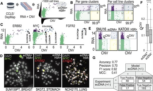 Multi-omics analysis finds key functional relationships in ecDNA cell lines. (A) Integration of bulk RNA-seq data with copy number variation data (derived from WGS) was taken from CCLE/DepMap. Pairwise analysis across genes and cell lines was performed and clustering analytics identified key patterns in cell lines expressing ecDNA. (B) Clustering across all cell lines for a given gene (left) versus clustering across all genes for a given cell line (right). Clusters were assigned groups, based on quantile-based thresholding. (C) Similar pairwise patterns in RNA versus CNV are seen for specific genes, such as ERBB2, MYC and FGFR2. Cell lines in cluster I (blue) have a high likelihood of expressing ecDNA or HSRs. This means that high copy number counts (amplification via ecDNA or HSR) is coupled with high expression of the same genes, indicating a functional relationship exists. (D) Several cell lines with unknown ecDNA annotations were validated experimentally with DNA FISH. In two out of the three cases, genes were amplified on ecDNA and in one case on HSR. (E) A parameter QCNV was derived to functionally differentiate genes amplified and expressed from ecDNA versus from HSR. (F) Computing QCNV based on copy number data indicates that there is a difference in the number of genes amplified and the frequency at which they are amplified in the population that separates ecDNA+ cells from ecDNA– cells. (G) Building an integrative predictive model for ecDNA amplification considered functional clustering and predictions from AmpliconArchitect and CircleHunter. A confusion matrix reports the accuracy and precision metrics.